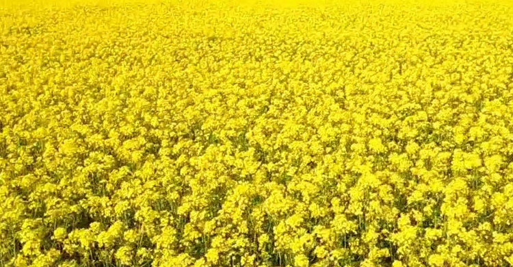 কালিয়াকৈরে সরিষা চাষে আগ্রহী কৃষকরা, বাম