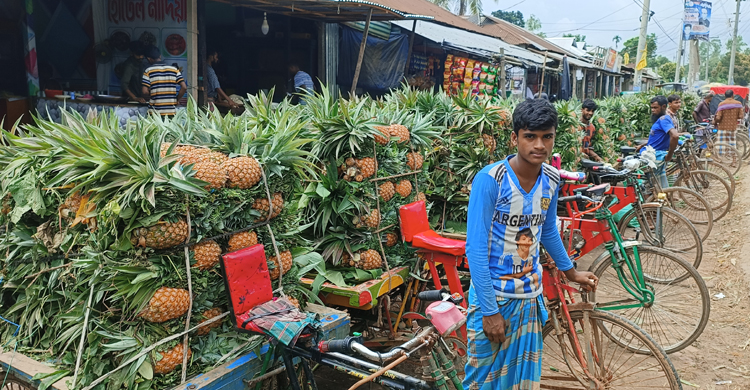 ঐতিহ্য ফেরাতে বিষমুক্ত আনারস চাষে ঝুঁকছে