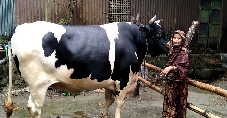 বিশ্ববিদ্যালয় ছাত্রীর খামারে ৪৫ মণের ষাঁ