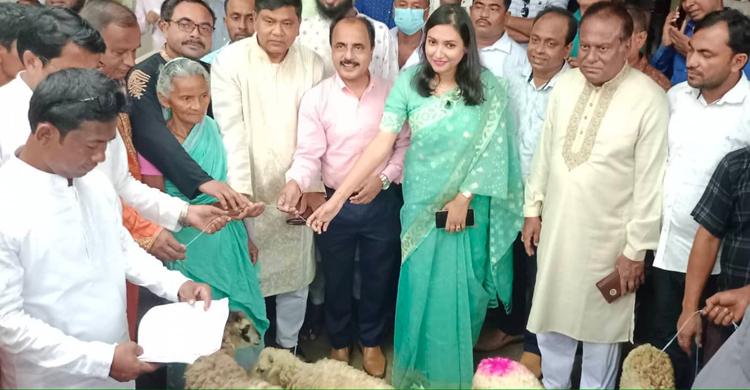 ঘাটাইলে ক্ষুদ্র নৃ-গোষ্ঠীর মাঝে ভেড়া বিত