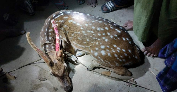 মির্জাপুরে একটি বিরল প্রজাতির চিত্রা হরি