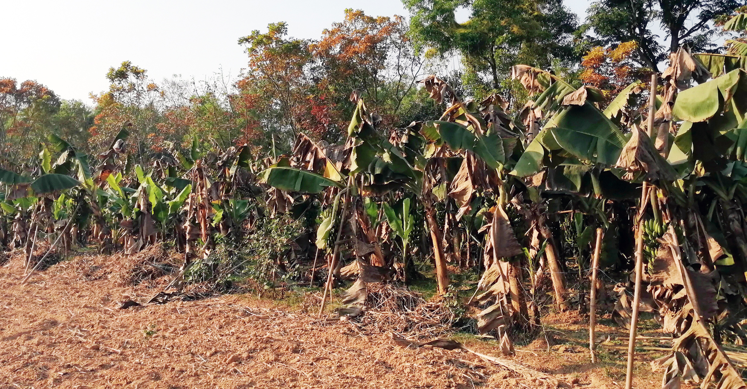 টাঙ্গাইলে পানামা আতঙ্কে কলাচাষে বিপর্যয়!
