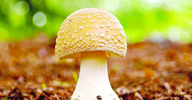 মাশরুম চাষ শিখতে বিদেশ যেতে চান ৩০ কর্মক