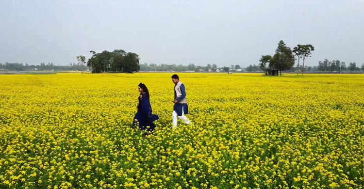 হলুদে সেজেছে বাসাইল, প্রকৃতি প্রেমীদের ছ