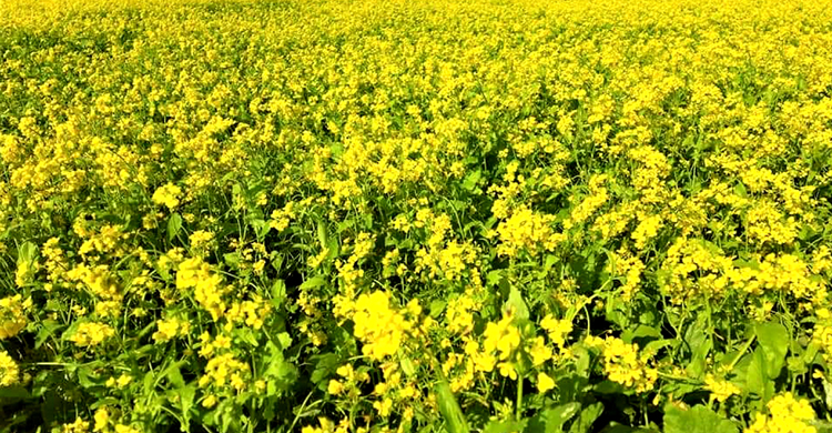 টাঙ্গাইলের গ্রামীণ অর্থনীতিতে সরিষার&nbsp; ব্