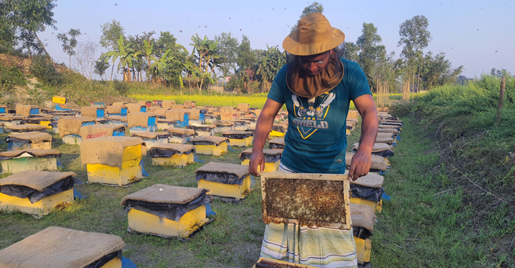 বাসাইলে মধু সংগ্রহে ব্যস্ত মৌচাষিরা
