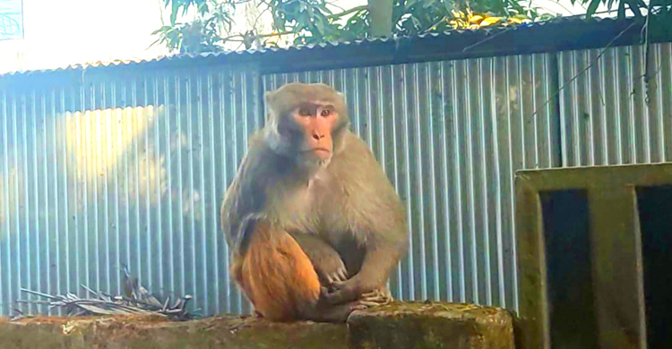 খাবারের সন্ধানে লোকালয়ে ক্ষুধার্ত বানর!