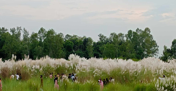 মুগ্ধ করা কাশফুলের হাতছানি