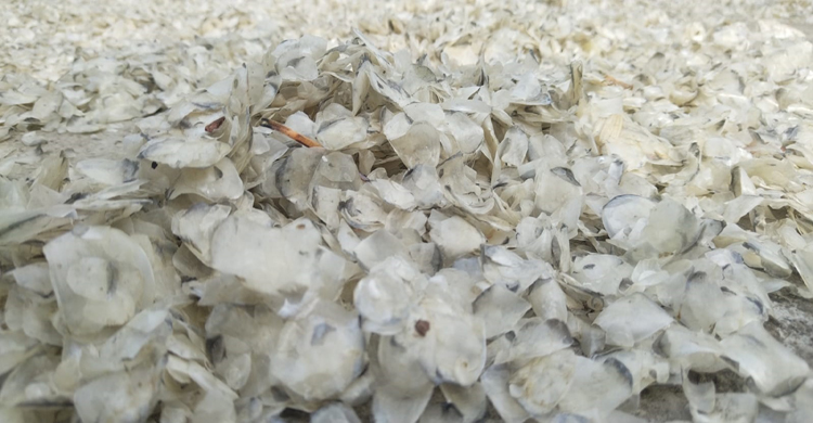 মাছের আশঁ রপ্তানি হচ্ছে বিভিন্ন দেশে, লা