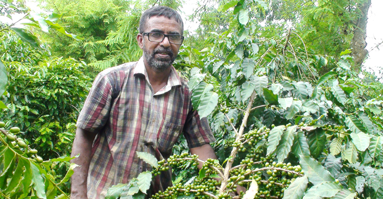 গড়াঞ্চল মধুপুরে বাণিজ্যিকভাবে চাষ হচ্ছে