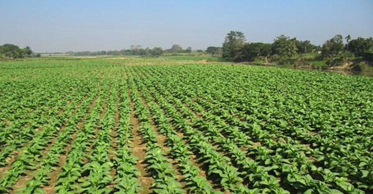 টাঙ্গাইলে কৃষি জমি কমলেও বাড়ছে ফসল উৎপাদ