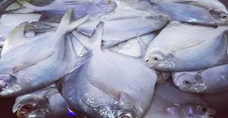 টাঙ্গাইলে বেড়েছে সামুদ্রিক মাছের চাহিদা&nbsp;