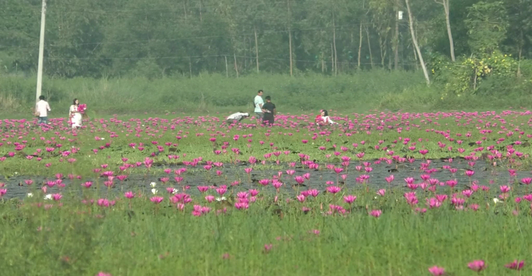 লাল শাপলা পেয়ে আনন্দে আত্মহারা দর্শনার্থীরা