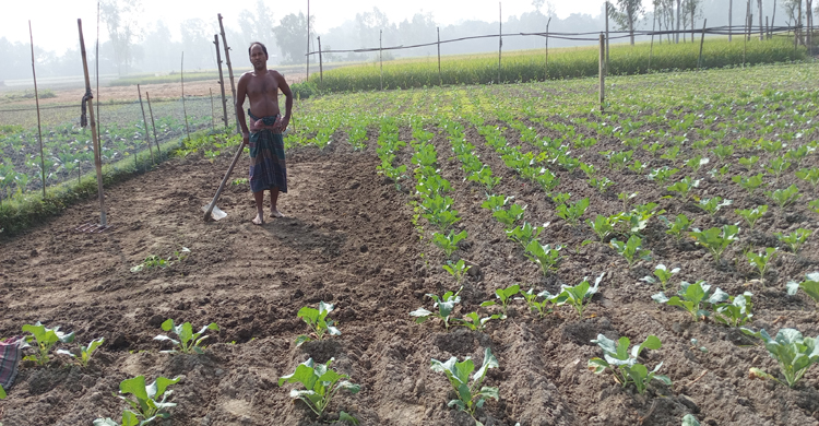কালিহাতীতে শীতকালীন সবজি চাষে ব্যস্ততার