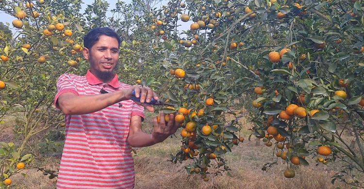 টাঙ্গাইলে চায়না কমলা আবাদ করে বছরে আয় চা