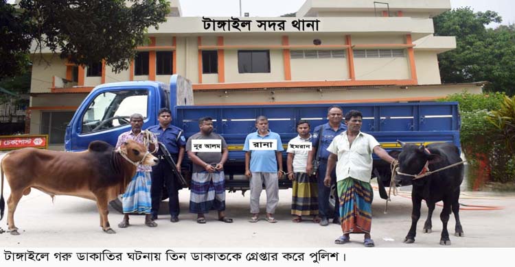 টাঙ্গাইলে গরু ডাকাতির ঘটনায় তিন ডাকাত রি