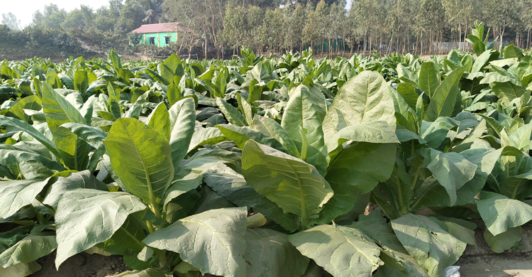 তামাক চাষে ঝুঁকে পড়েছে টাঙ্গাইলের কৃষকরা