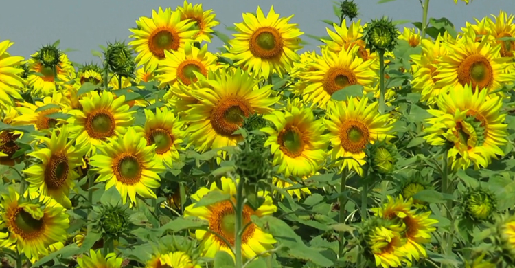 টাঙ্গাইলে বাণিজ্যিকভাবে চাষাবাদ বাড়ছে সূর্যমুখীর